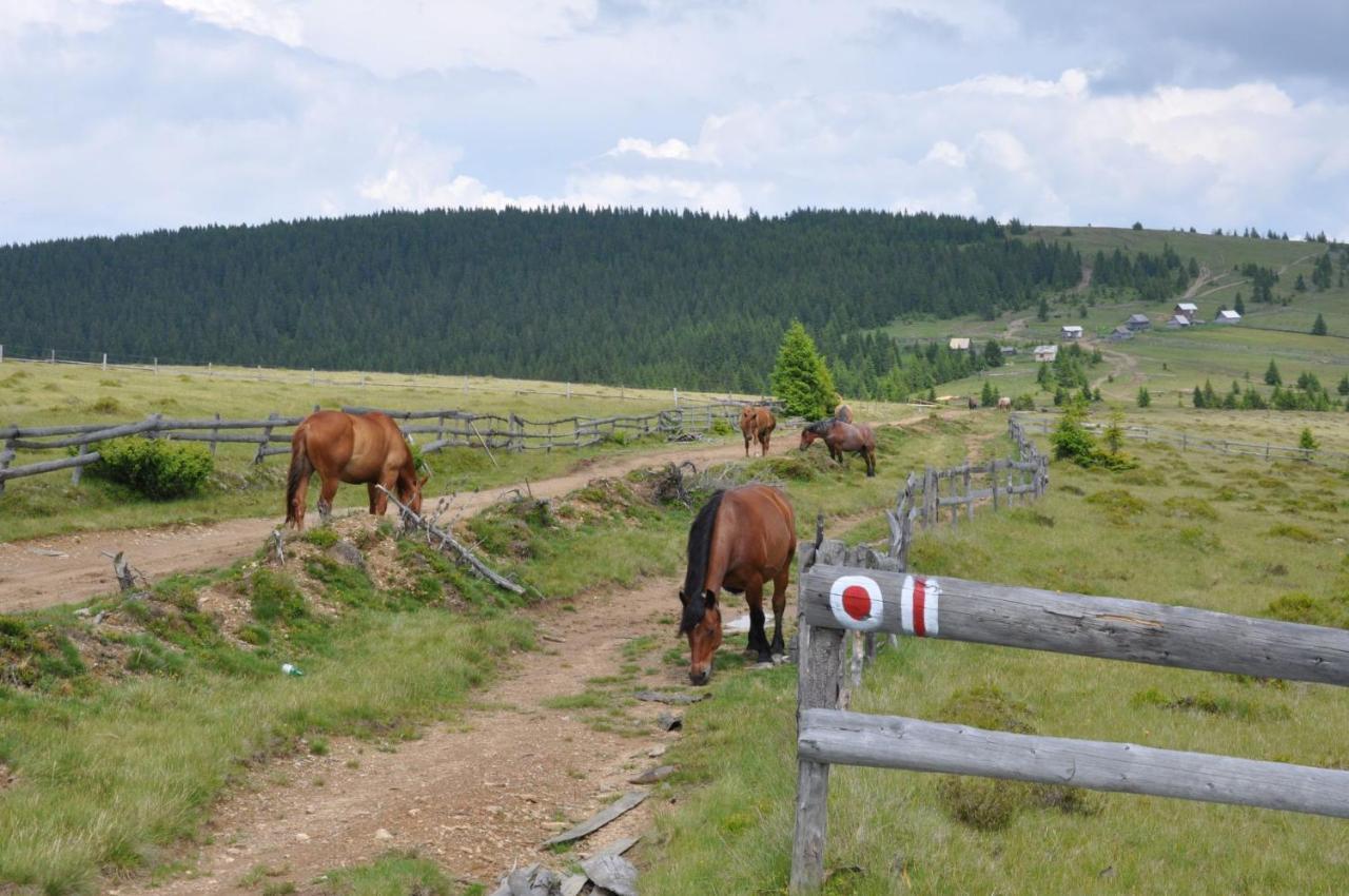 Podina Guest House Poiana Horea Екстериор снимка